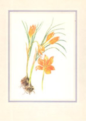 g-agrioloulouda2